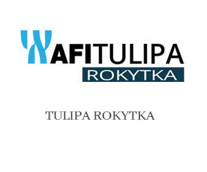 TULIPA ROKYTKA